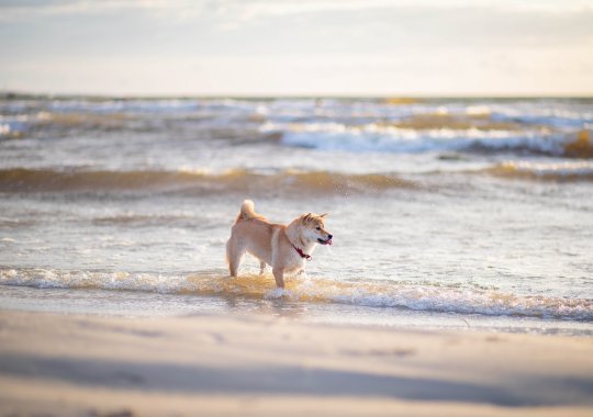 İtalya'da Bulunan En Harika Köpek Dostu Kumsallar